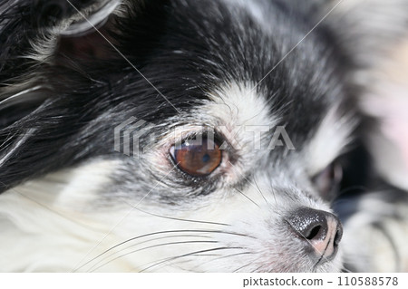 可愛的狗側面特寫吉娃娃 110588578