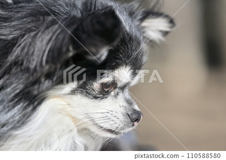 一隻可愛的狗俯視的側面特寫（吉娃娃） 110588580