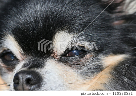 高級狗的臉吉娃娃的特寫 110588581