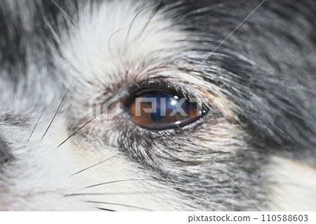 Cute dog face close-up eyes pupils chihuahua 110588603