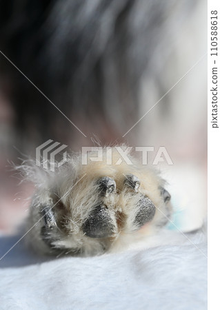 Dog's feet, paws, paws, chihuahua 110588618