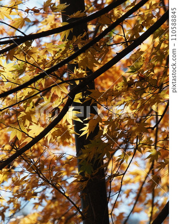 Autumn leaves turning yellow Autumn leaves turning yellow 110588845