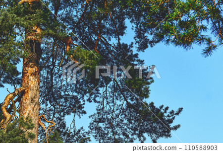 Pine tree in sunlight with green branches, blue sky Pine tree in sunlight with green branches, blue sky 110588903