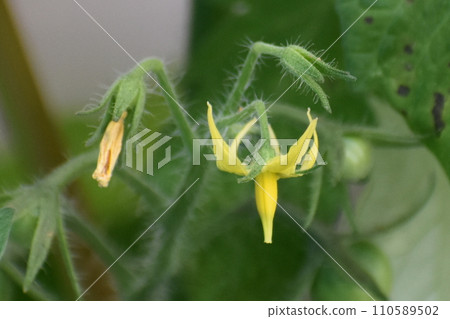 迷你番茄花 110589502