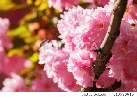 closeup of japanese cherry in full blossom. branch of pink sakura in morning light. spring has come 110589619