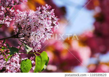 lilac blossom in front of a blurred sakura background. branch of purple syringe in morning light. spring has come 110589620