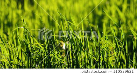 closeup of green lawn in spring. pattern of tall grass. backlit nature background 110589621