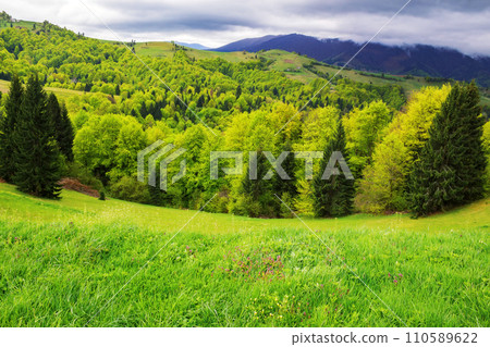 carpathian landscape with forests and mountains in spring. scenery with grassy fields and meadows on the hills rolling in to the distant rural valley on a cloudy day 110589622