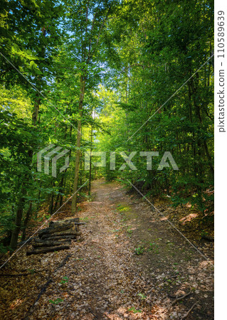 trail through beech forest in summer. beauty of carpathian nature 110589639