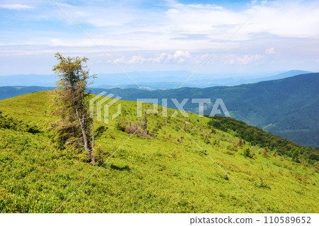 mountainous nature scenery on a sunny day in summer. spruce tree on the grassy alpine hill. summer vacations in carpathian mountains, ukraine 110589652