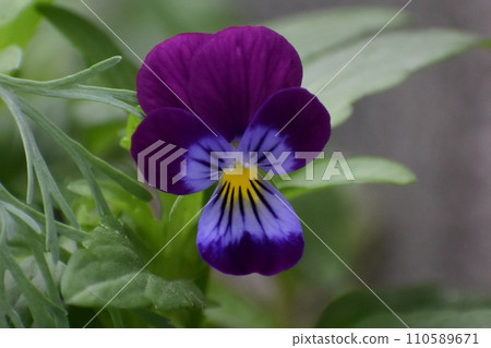 Viola Viola 110589671