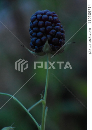 Blackberry Blackberry 110589714