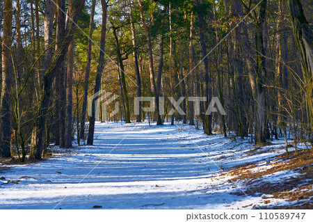 Warm March. Snowy sunny road in an overgrown forest Warm March. Snowy sunny road in an overgrown forest 110589747