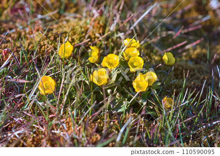 Buttercup Sulphur-yellow (Ranunculus sulphureus) Buttercup Sulphur-yellow (Ranunculus sulphureus) 110590095