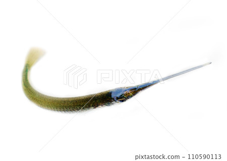 Fish Of India, Backwater Kerala. Freshwater garfish 110590113