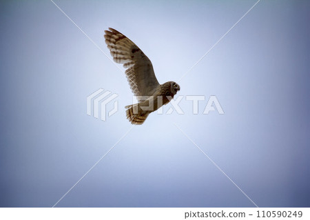 Short-eared owl (marsh owl, Asio flammeus) flies over nest Short-eared owl (marsh owl, Asio flammeus) flies over nest 110590249