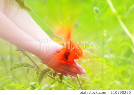 Big red field poppies in girl's hands 110590250