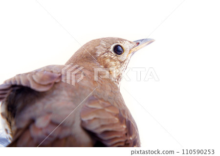 mavis, Turdus philomelos, closeup portrait mavis, Turdus philomelos, closeup portrait 110590253