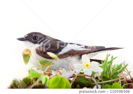 half-collared flycatcher (Ficedula hypoleuca, male) 110590306