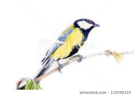 Great tit on white background Great tit on white background 110590310