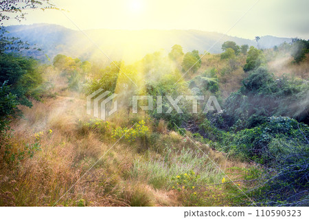 bush of Deccan plateau (India). 110590323