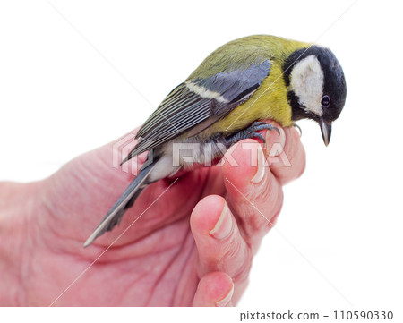 The titmouse sitting on a hand 3 The titmouse sitting on a hand 3 110590330