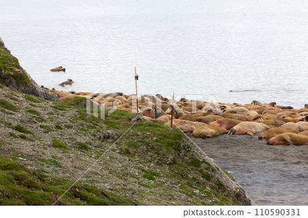 Rookery of rare Atlantic walrus is under control of scientists theriologist. Rookery of rare Atlantic walrus is under control of scientists theriologist. 110590331
