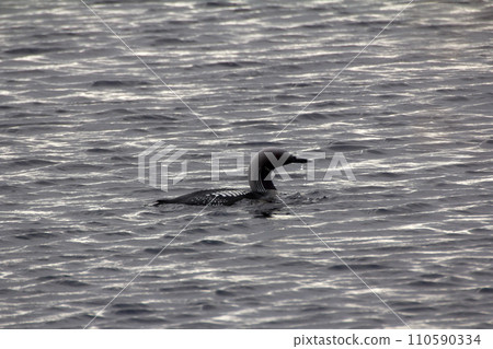 Black-throated diver (Gavia arctica) Black-throated diver (Gavia arctica) 110590334