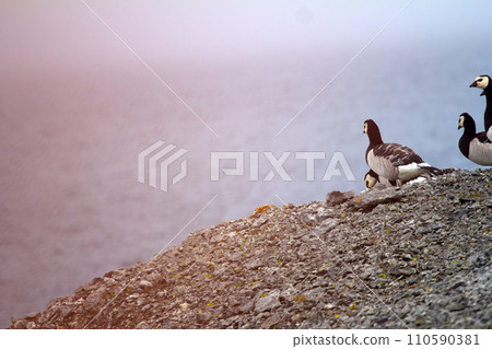 Barnacle goose worrying in front of camera in Arctic desert 110590381