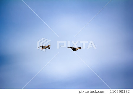 Forest-breeding bean goose - flock of breeding geese Forest-breeding bean goose - flock of breeding geese 110590382