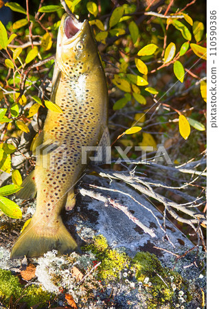 Lovely autumn salmon 110590386