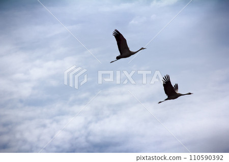 Gray Crane (common crane, Grus grus), pair 110590392