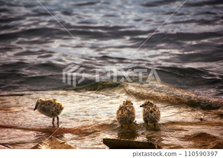 Fluffy Chicks of gulls Fluffy Chicks of gulls 110590397
