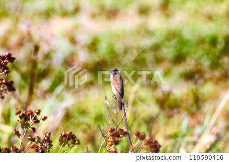 Red-backed shrike (Lanius collurio, juv) 110590416