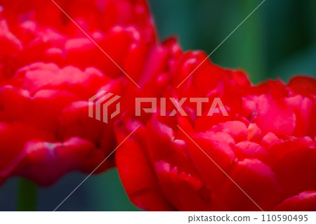 close-up of colourful variety of flowers 110590495