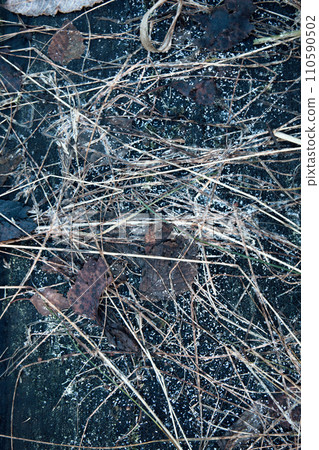 plants in frost on black wood. 110590502