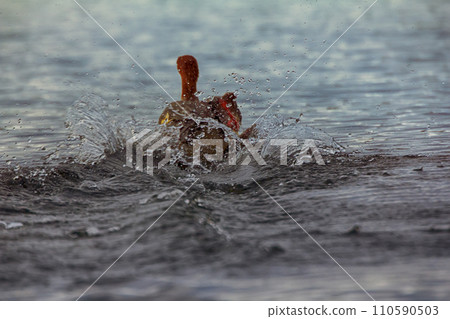 Common merganser, female escapes in water 110590503