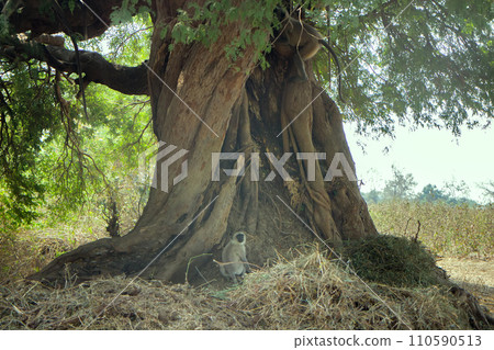 Hanuman langur (Presbytis entellus), sacred monkey of India. 110590513