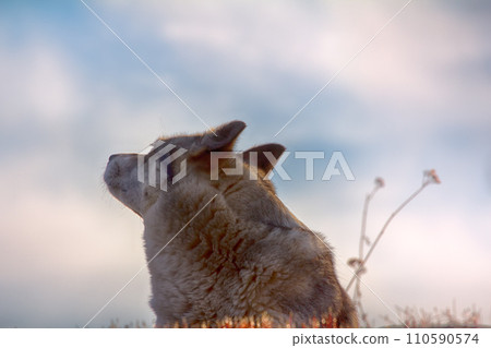 East Siberian Laika East Siberian Laika 110590574