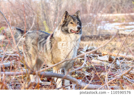 The East Siberian Laika (related breed husky). Hunting scene The East Siberian Laika (related breed husky). Hunting scene 110590576