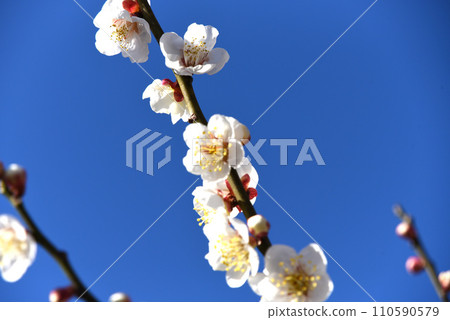 白梅 白梅 110590579