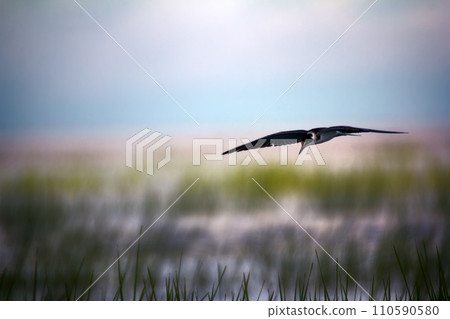 Black tern (Chlidonias nigra, young) 110590580