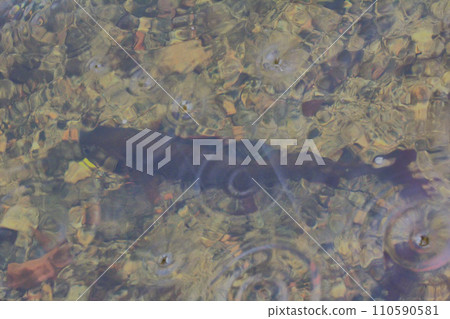 underwater grayling fishing Northern fish 110590581