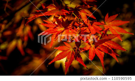 染紅的楓樹特寫 染紅的楓樹特寫 110590595