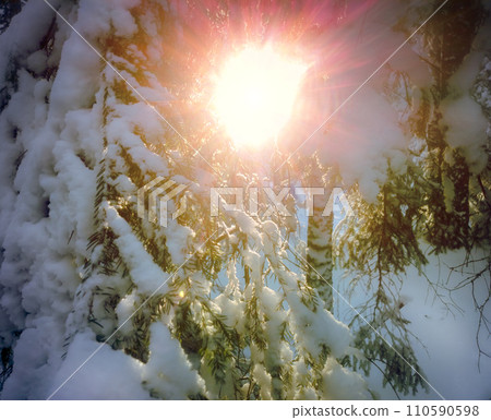 Sunset in wood between trees Sunset in wood between trees 110590598