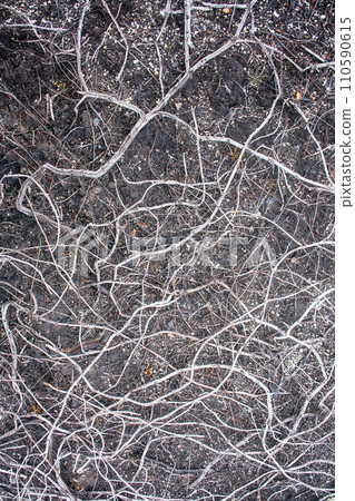 In air pollution and fires in tundra crowberry died In air pollution and fires in tundra crowberry died 110590615