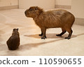 Capybara parent and child 110590655