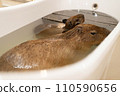 Bathing of capybara 110590656