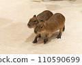 Capybara of a child 110590699