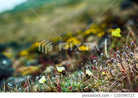 Arctic poppy and alpine foxtail on background of flourishing tundra Arctic poppy and alpine foxtail on background of flourishing tundra 110590721